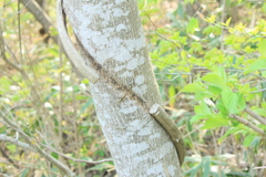 撮って出し(2025-04-27_09-33)-(Canon EOS 60D-5