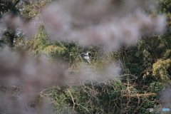 撮って出し(2025-04-19_09-59)-(Canon EOS 60D-2