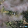 撮って出し(2025-04-19_09-59)-(Canon EOS 60D-2