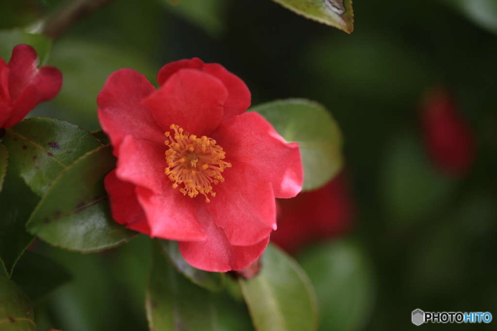 撮って出し(2024-03-31_10-09)-(Canon EOS 6D-90