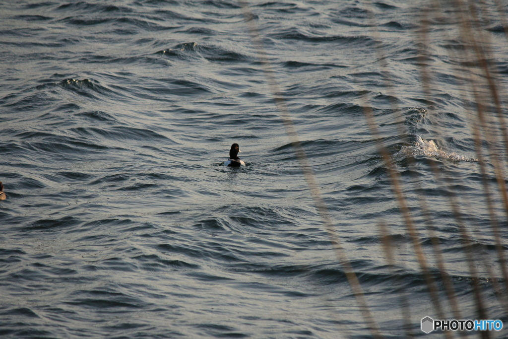 撮って出し(2024-04-23_17-50)-(Canon EOS 60D-2