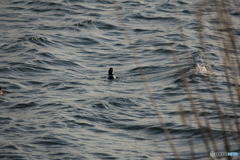 撮って出し(2024-04-23_17-50)-(Canon EOS 60D-2