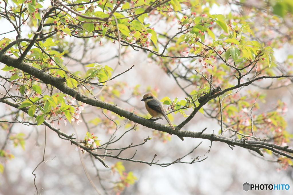撮って出し(2025-04-27_07-30)-(Canon EOS 60D-2