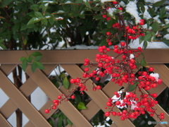 撮って出し(2024-12-19_08-10)-(E-M5-75(OLYMPUS