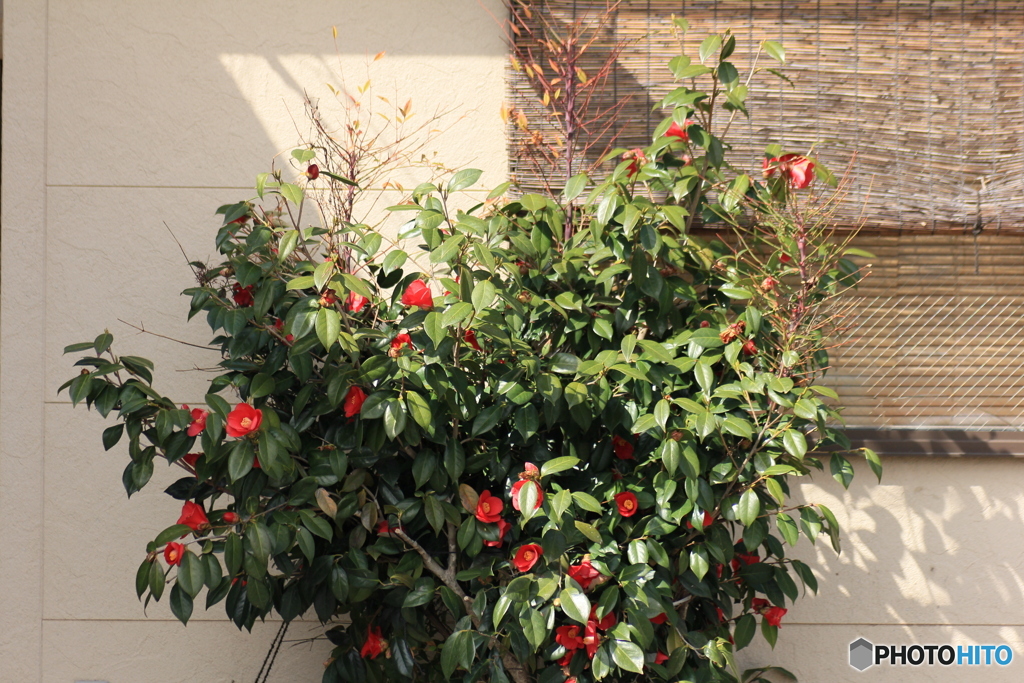 撮って出し-Canon EOS 60D-90.0-41_03_27-8