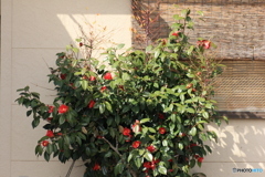 撮って出し-Canon EOS 60D-90.0-41_03_27-8