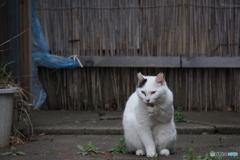 撮って出し-Canon EOS 60D-200.0-41_04_18-10