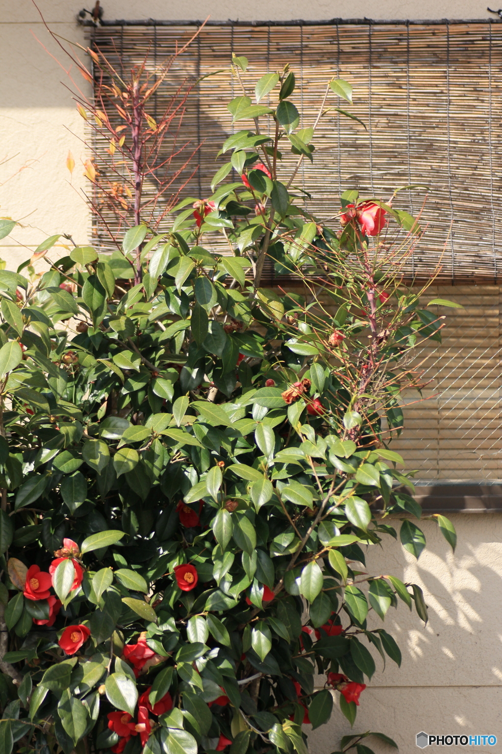 撮って出し-Canon EOS 60D-90.0-41_03_27-9