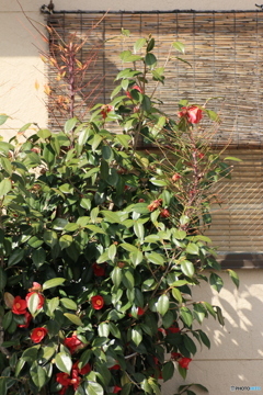 撮って出し-Canon EOS 60D-90.0-41_03_27-9