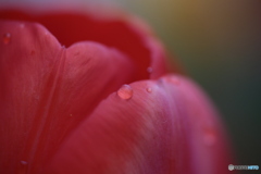 撮って出し(2024-04-17_09-11)-(Canon EOS 6D-90