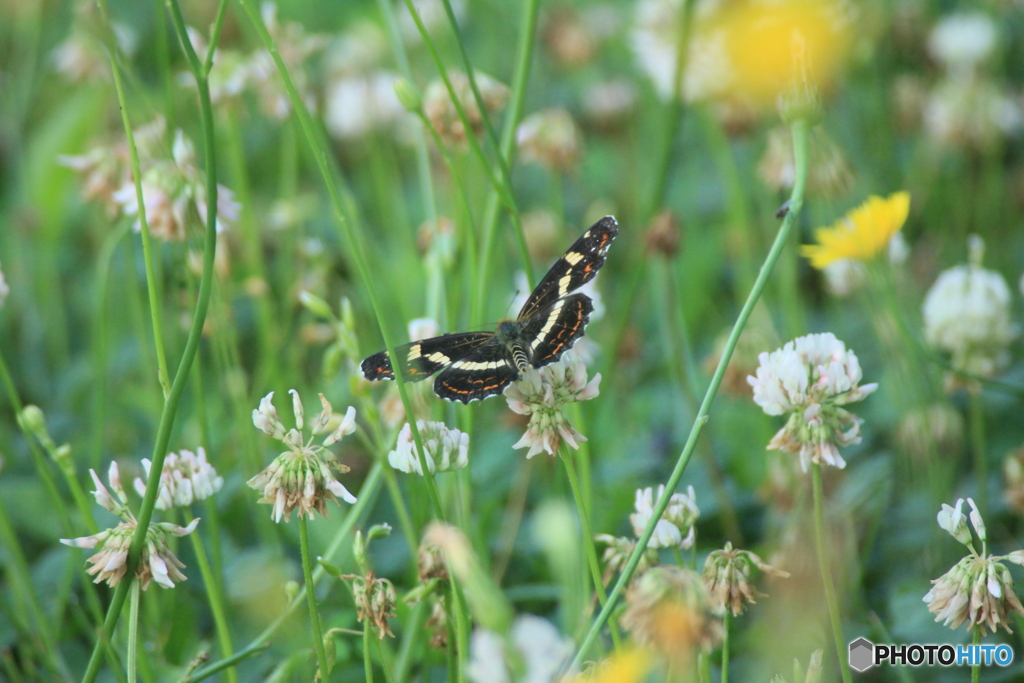 撮って出し(2025-07-08_08-24)-(Canon EOS 60D-3