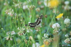 撮って出し(2025-07-08_08-24)-(Canon EOS 60D-3