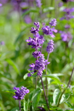 撮って出し(2025-10-04_12-36)-(X-E1-50())