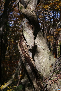 撮って出し(2025-11-04_11-00)-(Canon EOS 6D-12