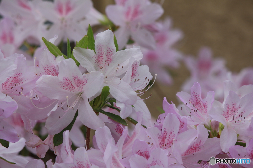 撮って出し(2024-05-12_09-44)-(Canon EOS 60D-1
