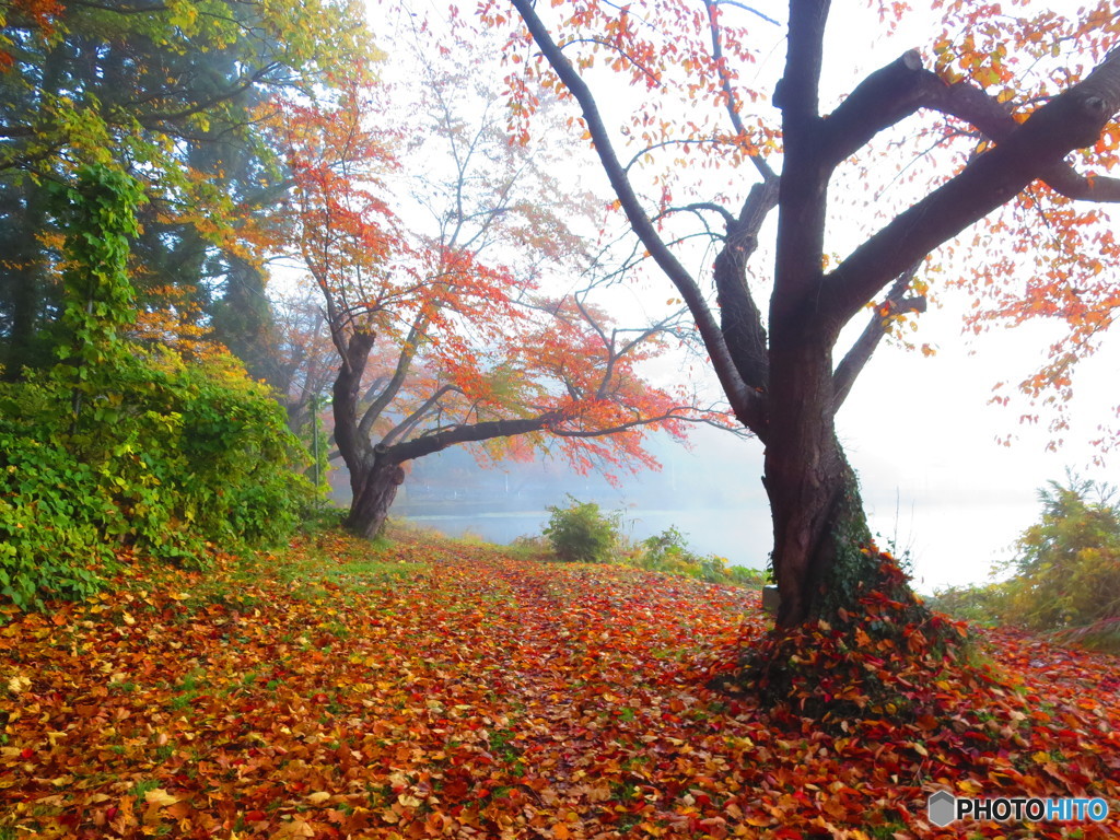 紅葉と濃霧