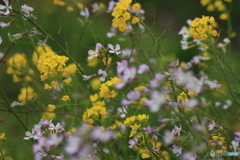 撮って出し(2025-04-27_13-19)-(Canon EOS 60D-9