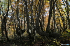 撮って出し(2025-11-04_11-03)-(Canon EOS 6D-47