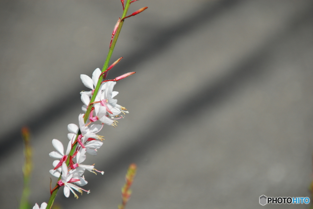 撮って出し(2025-06-13_14-33)-(NIKON D200-250(