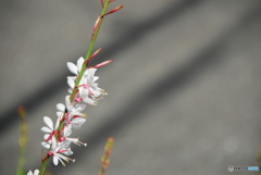 撮って出し(2025-06-13_14-33)-(NIKON D200-250(