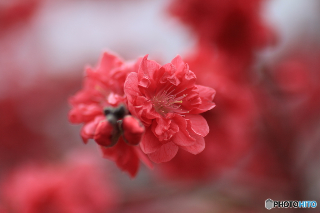 撮って出し(2025-04-27_13-30)-(Canon EOS 60D-9