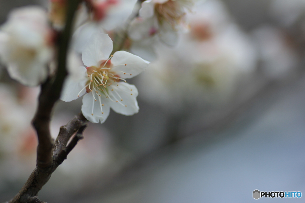 撮って出し(2025-04-12_11-19)-(Canon EOS 60D-9