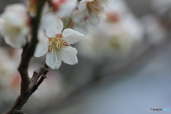 撮って出し(2025-04-12_11-19)-(Canon EOS 60D-9