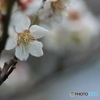 撮って出し(2025-04-12_11-19)-(Canon EOS 60D-9
