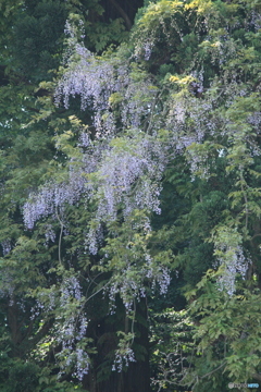 撮って出し-Canon EOS 60D-250.0-23_05_17-2