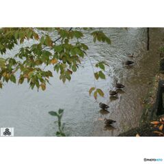 撮って出し(2023-11-04_11-27)-90-90mm-Canon EO