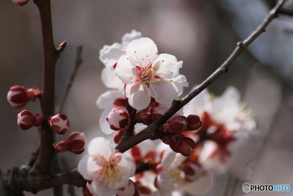 撮って出し-Canon EOS 60D-90.0-41_03_27-4