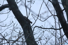 撮って出し(2025-04-20_06-36)-(Canon EOS 60D-2