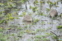 撮って出し(2025-04-20_07-42)-(Canon EOS 60D-2