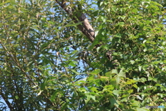 撮って出し(2025-10-15_11-02)-(Canon EOS 60D-1