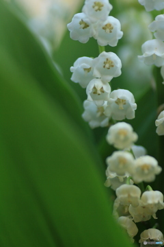 撮って出し-Canon EOS 60D-90.0-23_05_12-7