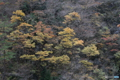 撮って出し(2025-11-07_12-43)-(Canon EOS 6D-60