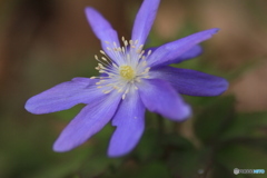 撮って出し(2025-04-06_09-17)-(Canon EOS 60D-9