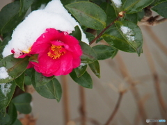 撮って出し(2025-01-10_10-09)-(E-M5-150(OLYMPU