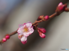 撮って出し-E-M5-0.0-41_03_09-2