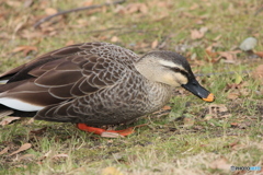 撮って出し(2025-03-03_13-22)-(Canon EOS 60D-2
