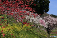 撮って出し-Canon EOS 6D-90.0-41_04_25-6
