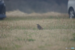 撮って出し(2025-04-08_10-57)-(PENTAX K10D-100