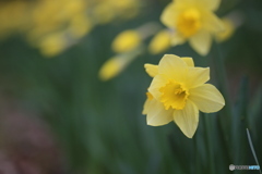 撮って出し(2025-04-07_11-38)-(Canon EOS 6D-90