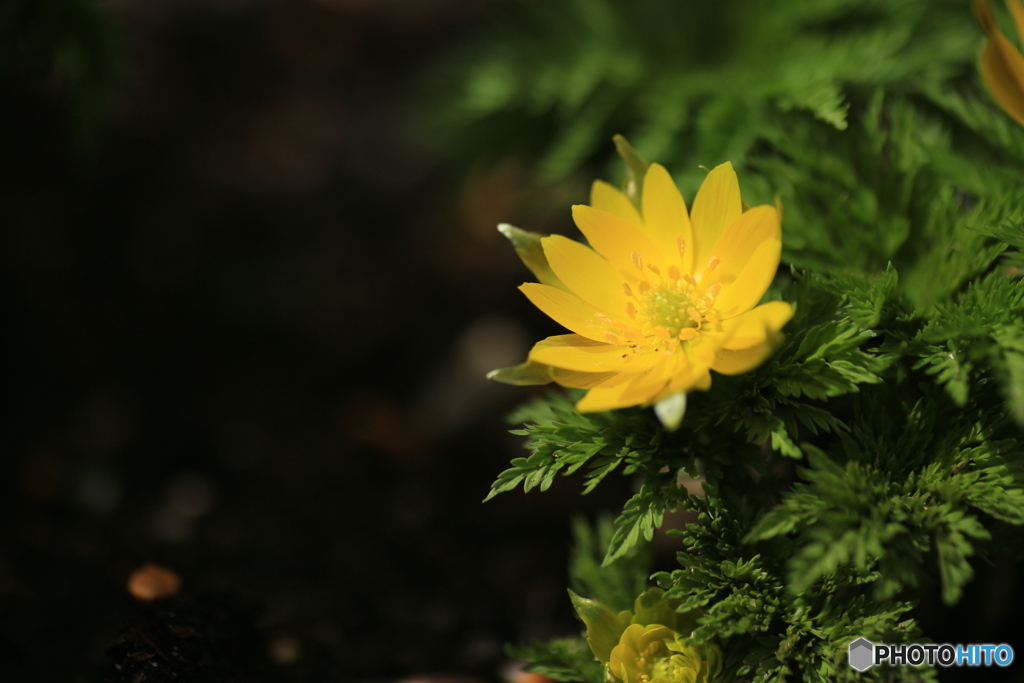 撮って出し(2024-03-31_10-34)-(Canon EOS 6D-90