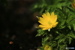 撮って出し(2024-03-31_10-34)-(Canon EOS 6D-90