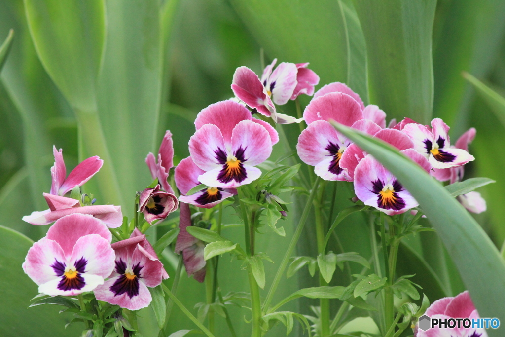 撮って出し(2024-05-12_09-42)-(Canon EOS 60D-2