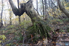 撮って出し(2025-11-04_09-46)-(Canon EOS 6D-30