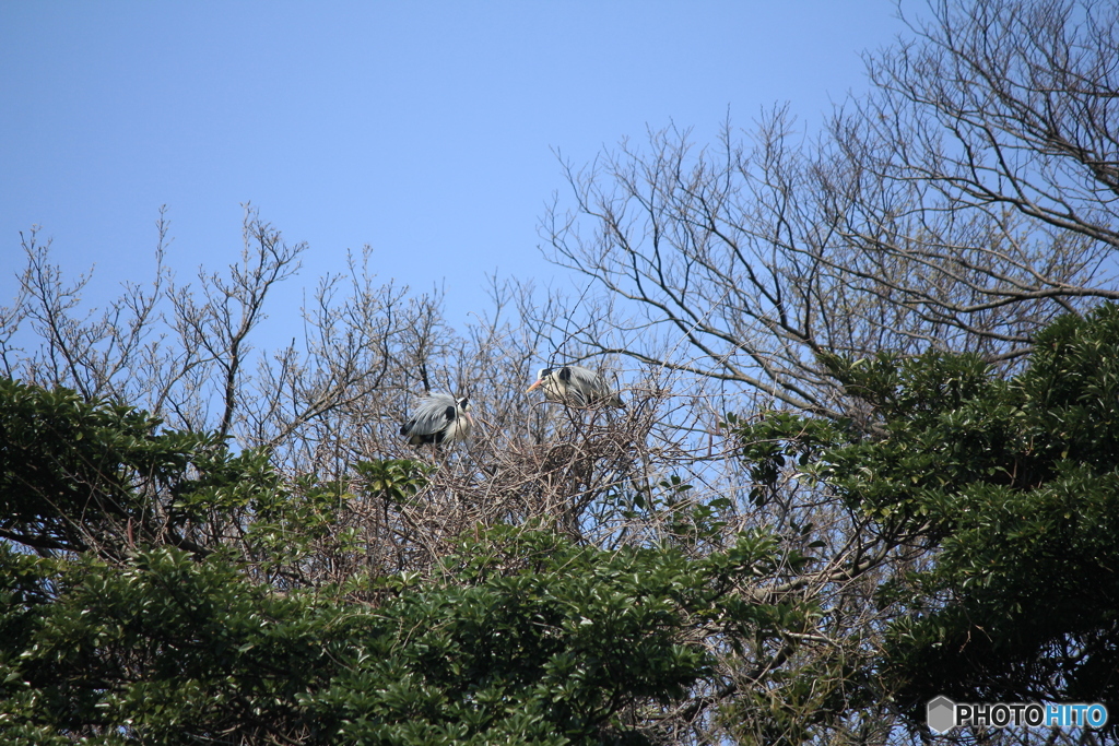 撮って出し(2025-04-19_10-39)-(Canon EOS 60D-2