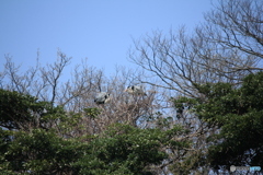 撮って出し(2025-04-19_10-39)-(Canon EOS 60D-2