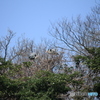 撮って出し(2025-04-19_10-39)-(Canon EOS 60D-2